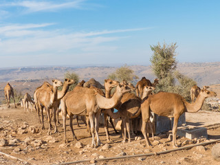 Fototapeta na wymiar Dromedary-keepers (Camelus dromedarius) with Doromedar on a watering place in the Jabal Qara (Jebel Qara) Mountains Sultanate of Oman