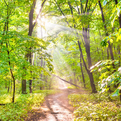 Green forest with autumn trees, footpath and sun light through leaves and fog