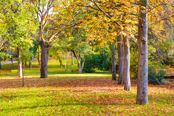 Naklejka premium Landscaped autumn park with yellow trees and green lawn covered with fallen leaves