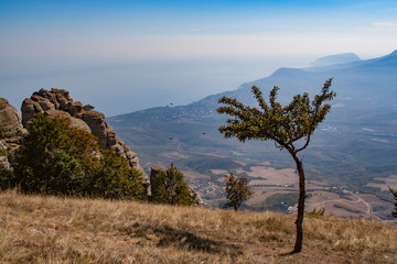 Fototapeta na wymiar Lonely tree on the background of mountains and sky