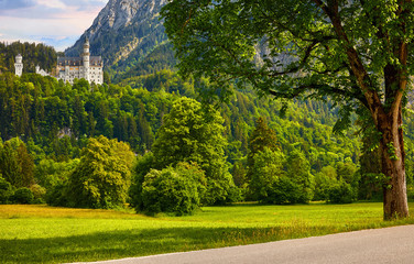 Fototapeta na wymiar Fairy-tale Neuschwanstein Castle in Bavaria, Germany. View from road with tree and green grass field at famous vintage landmark. Picturesque evening sunset landscape.