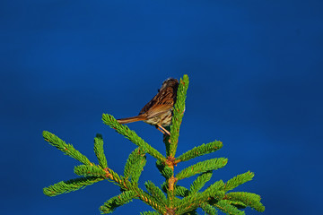 Bird sitting on a branch