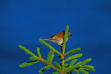 Bird sitting on a branch