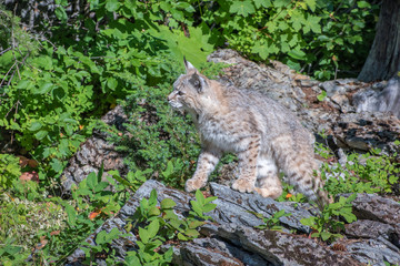 Bobcat Perched atop Boulders near the Edge of the Woods