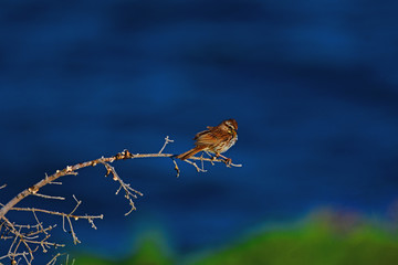 Bird sitting on a branch