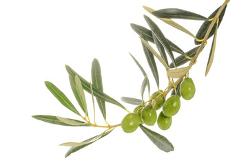 Olive tree branch with leaves and some green olives, isolated on white background, close-up