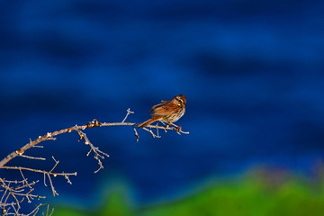 Bird sitting on a branch