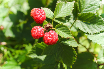 Ripe raspberries. Harvest in the garden. The end of sunny summer, August.