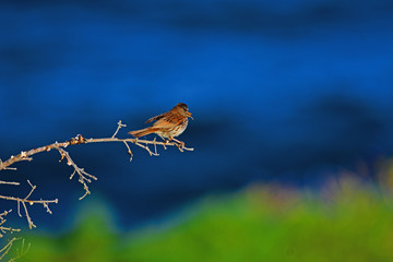 Bird sitting on a branch