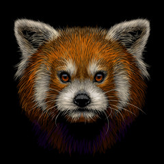 Red panda. Graphic, color, hand-drawn portrait of a Red panda on a black background.