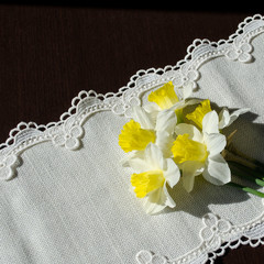 Five daffodils are on a light linen napkin. Image suitable for backgrounds to birthday greeting card, International Women's Day, Mother's Day, Easter