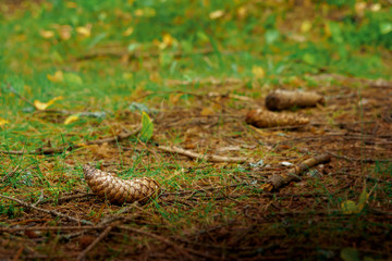 Spruce cone lies on the ground in the forest