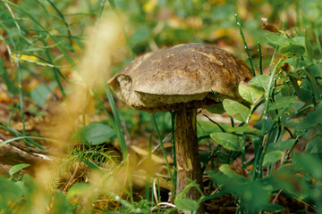 MUSHROOMS IN THE FOREST