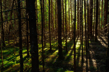 Fototapeta premium SUMMER FOREST LANDSCAPE