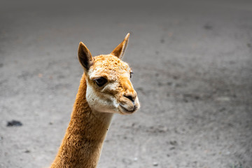 Vicunas, Vicugna Vicugna, relatives of the llama which live in the high alpine areas of the Andes