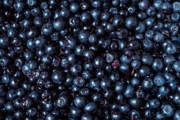 FRESH BLACKBERRY ASSEMBLED IN THE FOREST