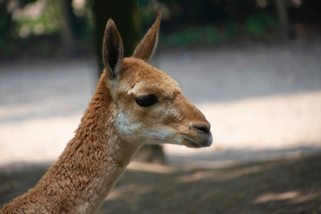 Vicunas, Vicugna Vicugna, relatives of the llama which live in the high alpine areas of the Andes