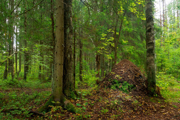 Obraz premium ANTHILL IN GREEN FOREST