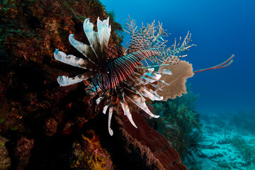 Lionfish