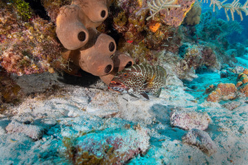 Sponge © kuldive