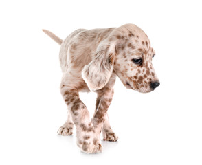 puppy english setter