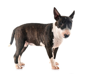 miniature bull terrier in studio