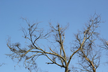 tree tops