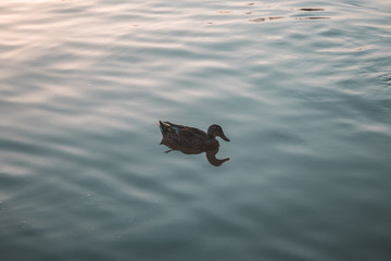 Duck swimming in a lake