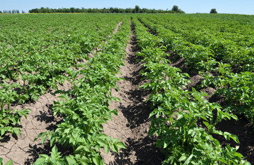 Fototapeta na wymiar Young potatoes grow on the farm field