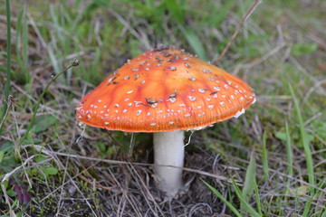 fly agaric mushroom