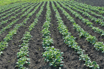 Young potatoes grow on the farm field