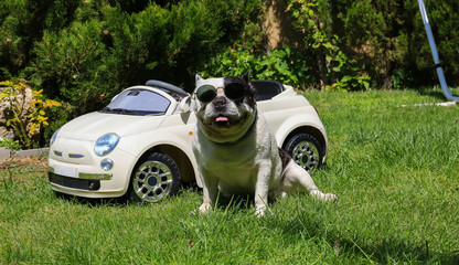 Bulldog francés con gafas muy gracioso al lado de coche  descapotable 