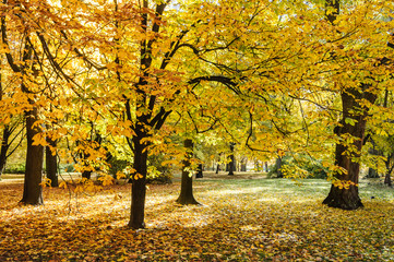 Autumn trees in Lazienki park, Warsaw