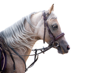 Fototapeta na wymiar palomino sport welsh pony portrait isolated on white