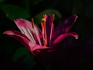 pink lily on black background