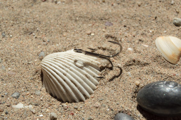 Fishing hooks and shells in the beach.