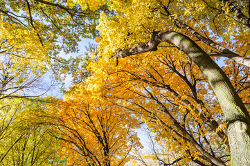 Autumn trees in Lazienki park, Warsaw