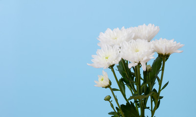 fleur de Gerbera blanches sur fond bleu