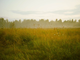 evening landscape with fog in a wild field