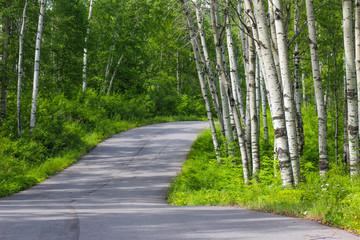 Birch tree path