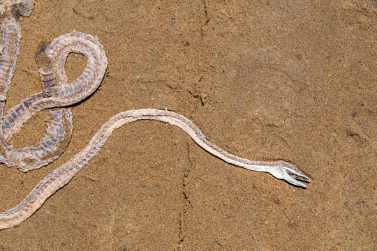 Dead Vine Snake flattened on sand road