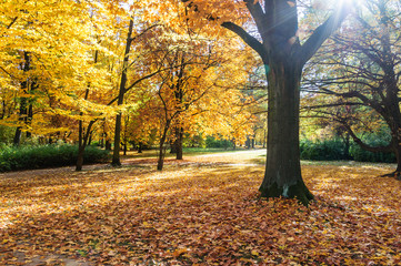 Autumn trees in Lazienki park, Warsaw