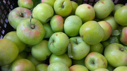 Fresh large and small apples in a black plastic basket. Apples have leaves and twigs.