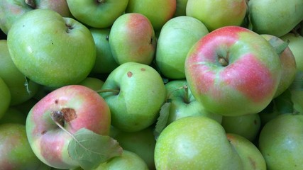 Large and small red and green fresh juicy apples with leaves and twigs.