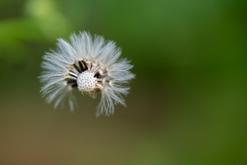 Dandelion with partially blown off seeds against dark green background