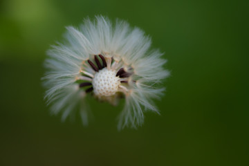 Dandelion with partially blown off seeds against dark green background