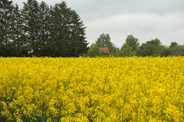 Fototapeta premium view over flowering rapeseed field to rural landscape