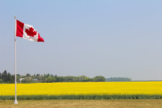 Canola fam