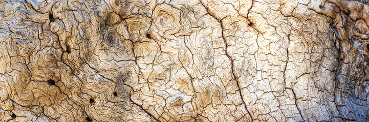 Oak Stump Burl