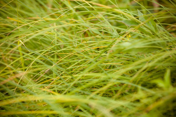 Background with green grass. Beautiful wild grass on the nature.